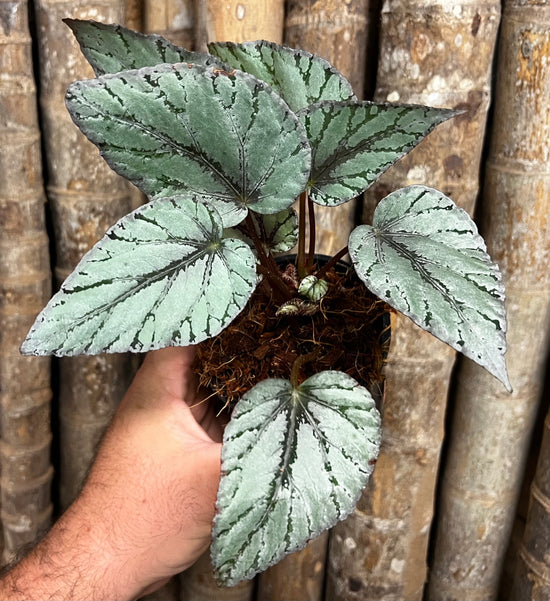 Fancy Begonia E33