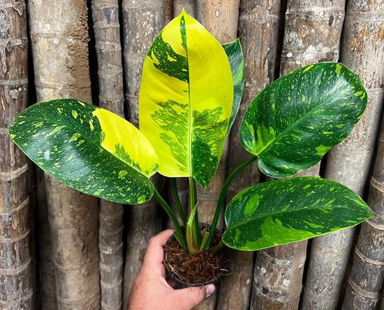 Philodendron &