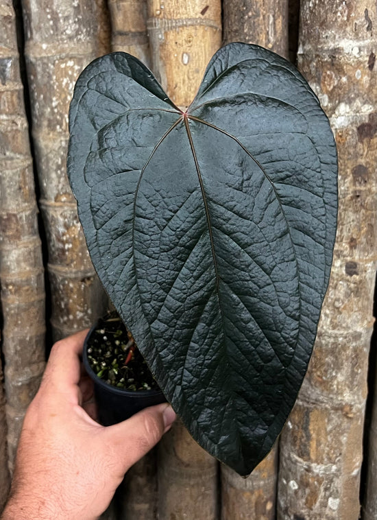 Anthurium &