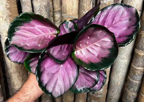 Calathea &