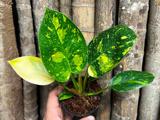 Philodendron &