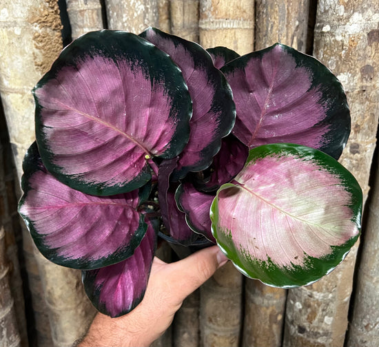 Calathea &