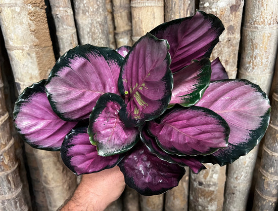Calathea &
