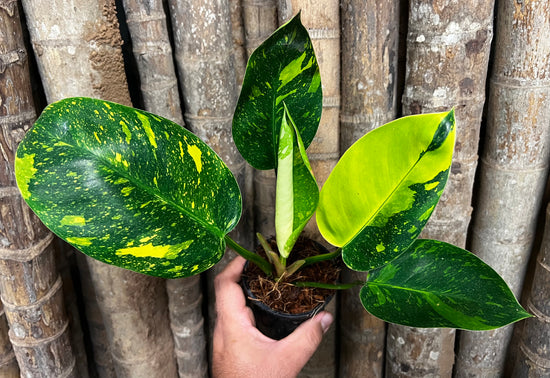 Philodendron &