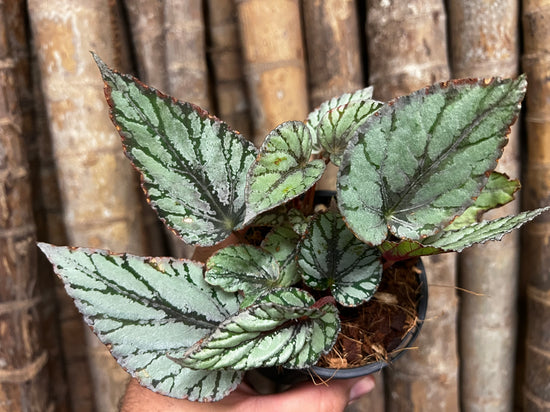 Begonia &