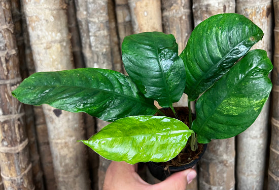 Rhaphidophora &