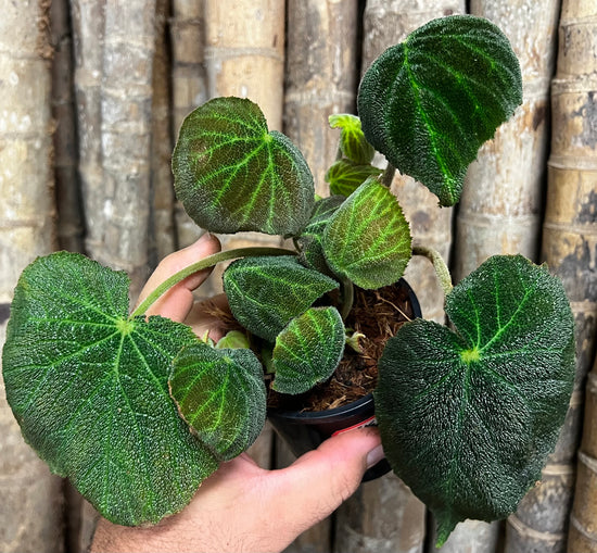 Begonia &
