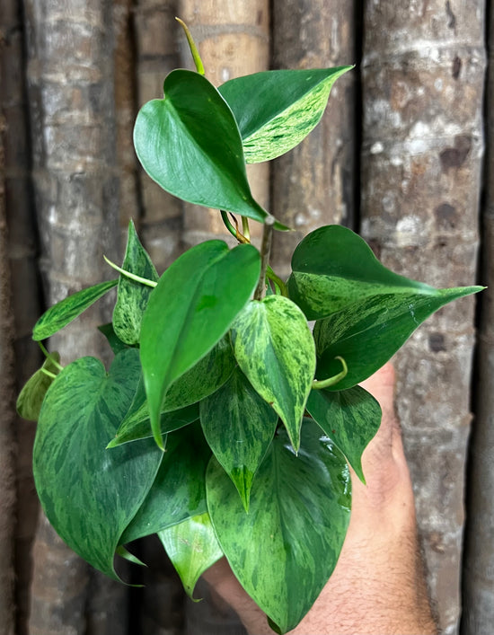 Philodendron &