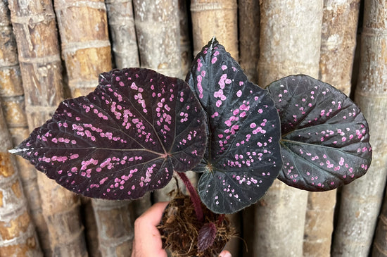 Begonia &