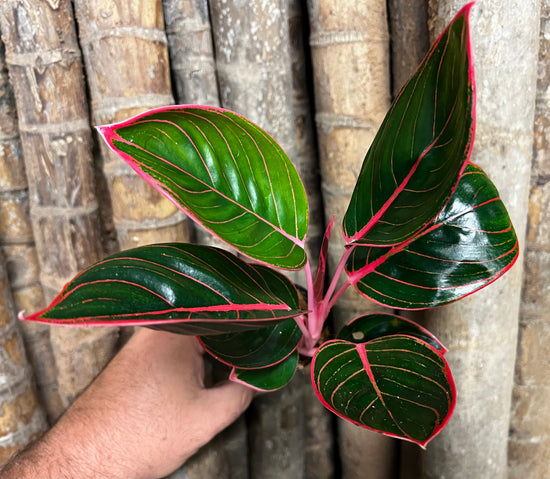 Aglaonema &