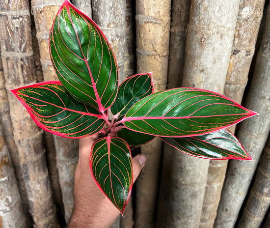 Aglaonema &