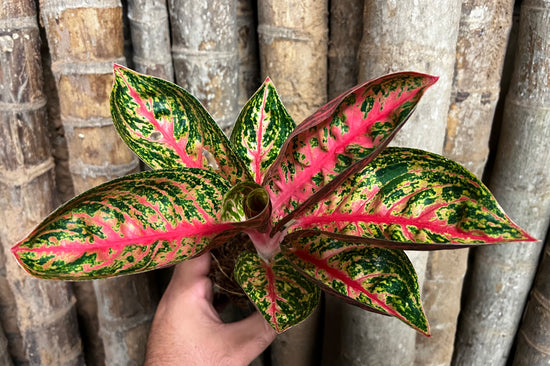 Aglaonema &