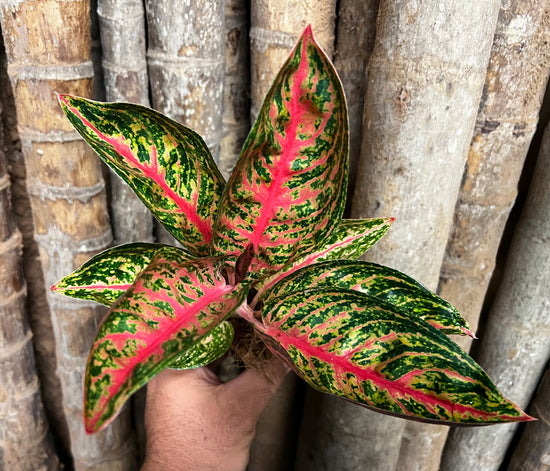 Aglaonema &