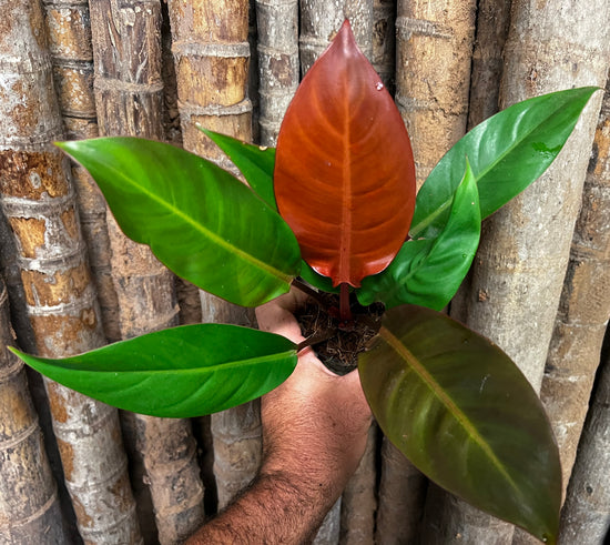 Philodendron &