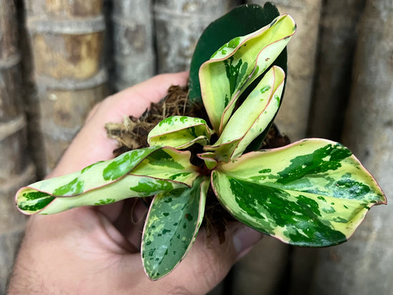 Peperomia &