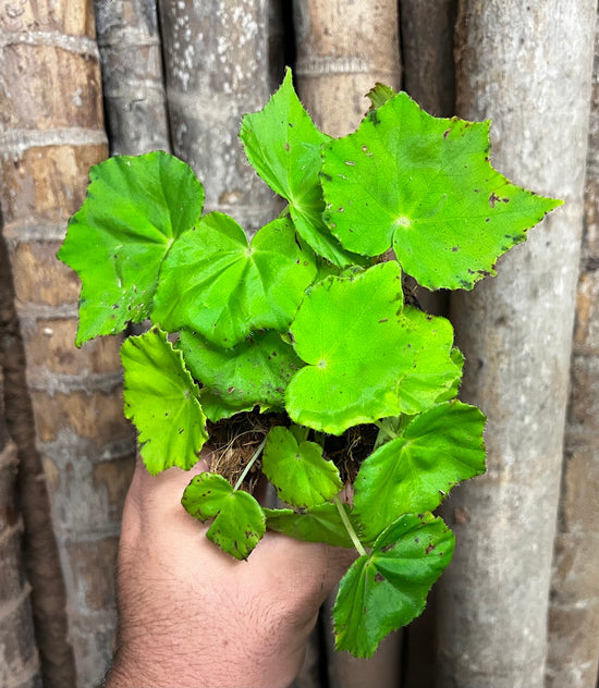 Begonia &