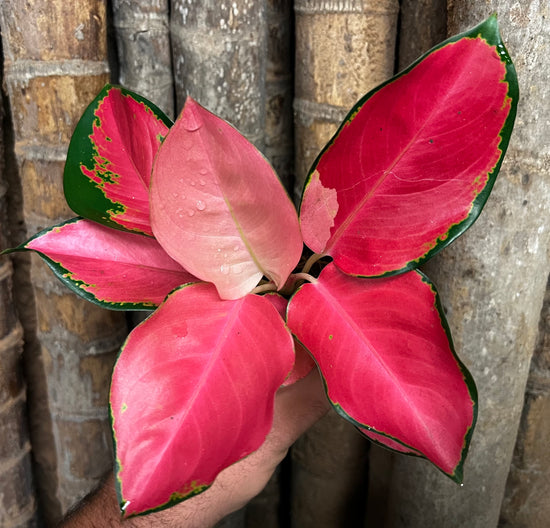 Aglaonema &