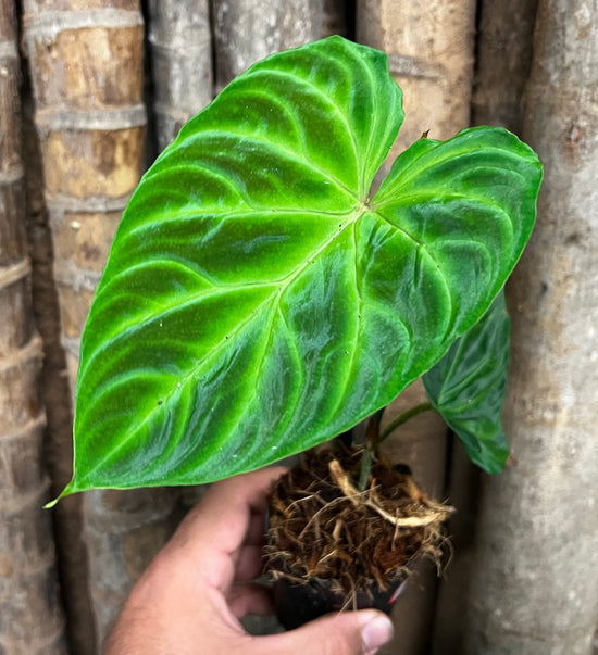 Philodendron &