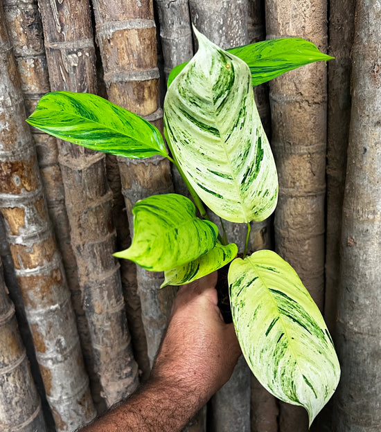 Ctenanthe &