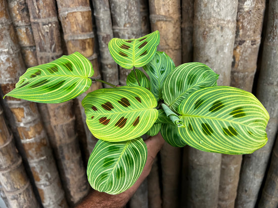 Maranta &