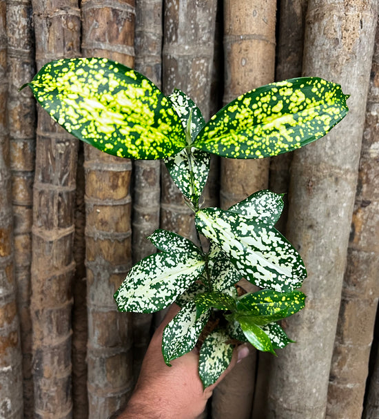 Dracaena &