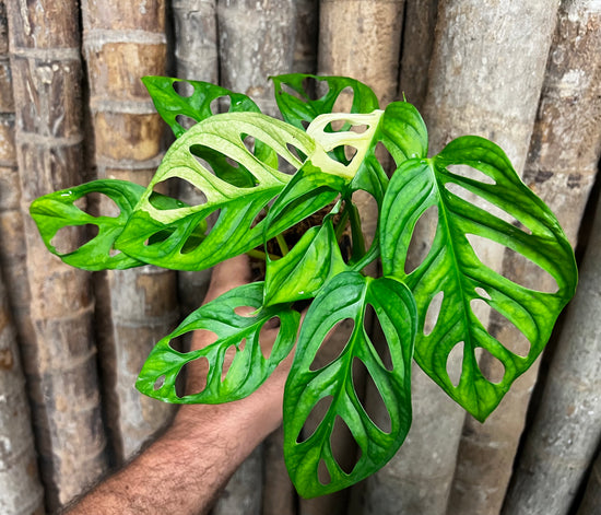 Monstera &