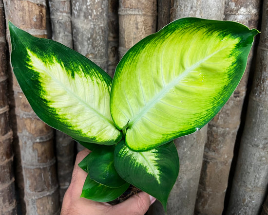Dieffenbachia &