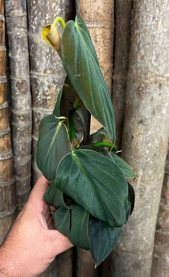 Philodendron &