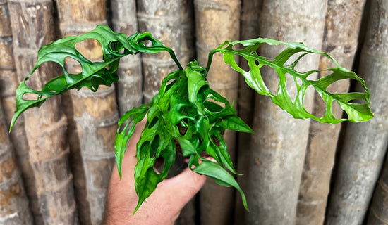 Monstera obliqua &