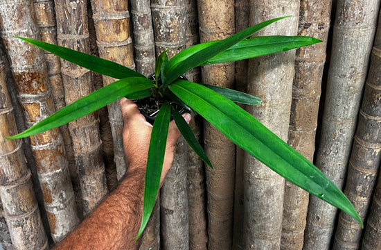 Anthurium &