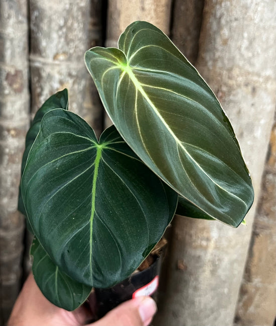 Philodendron &