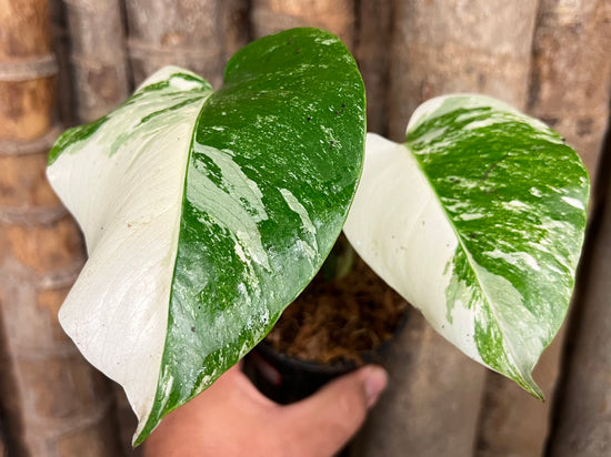 Monstera borsigiana &