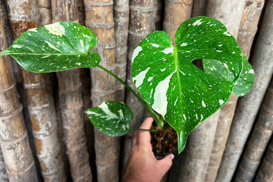 Monstera &