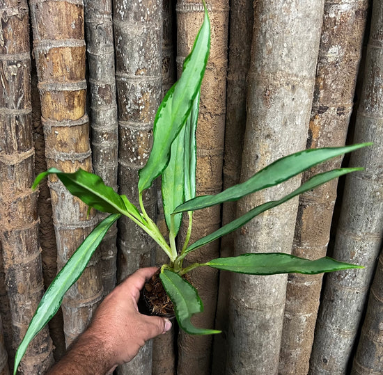 Aglaonema &