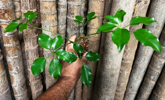 Schefflera &