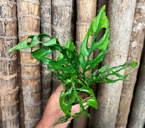 Monstera obliqua &