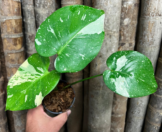 Monstera &