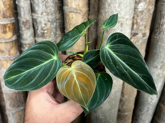 Philodendron &