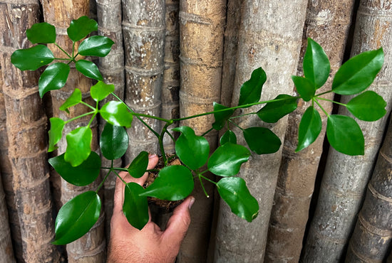 Schefflera &
