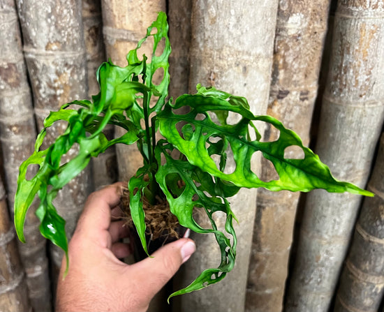 Monstera obliqua &
