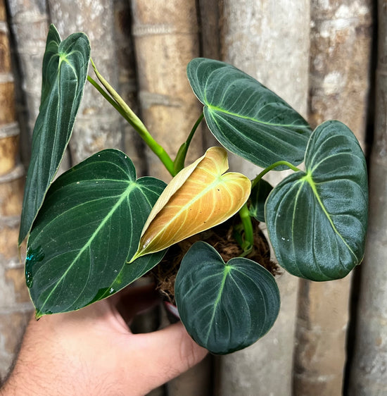 Philodendron &