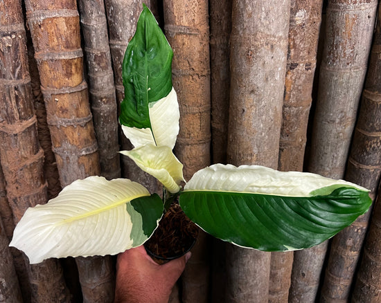 Spathiphyllum &