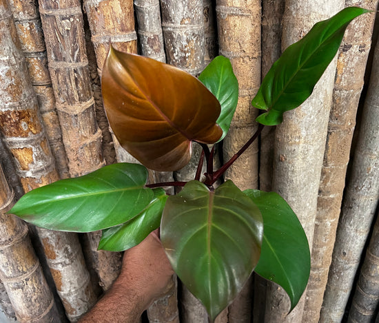 Philodendron &