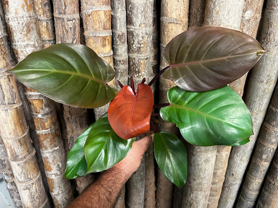 Philodendron &