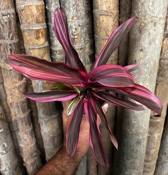 Cordyline &