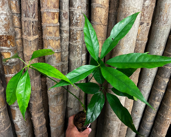 Schefflera &