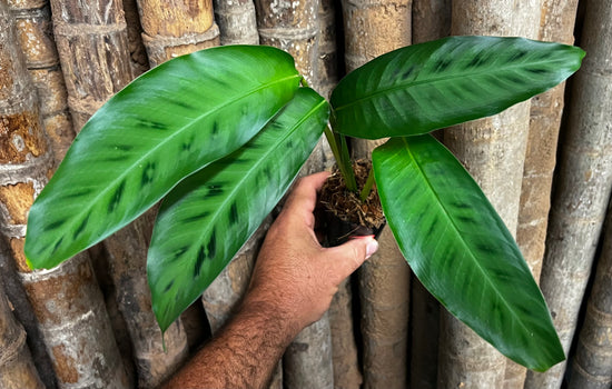 Calathea &