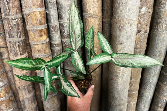 Syngonium &