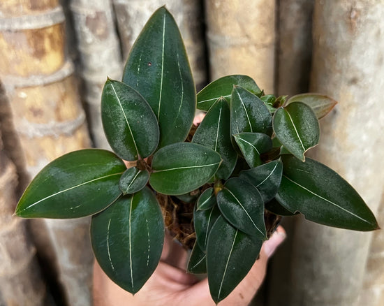 Jewel Orchid &