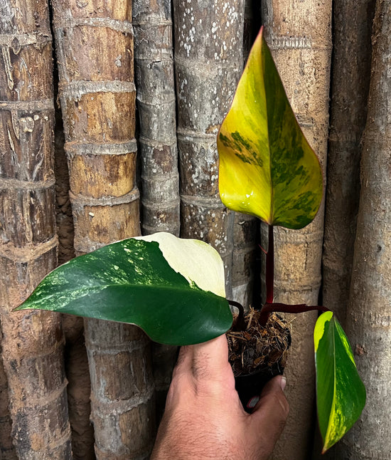 Philodendron &